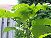 Fatalii