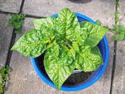 Fatalii