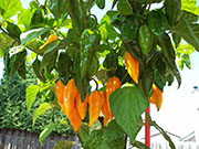 Fatalii