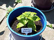 Fatalii