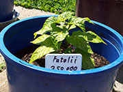 Fatalii
