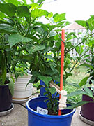 Fatalii