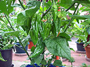 Fatalii