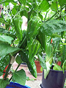 Fatalii