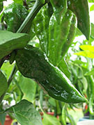 Fatalii