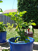 Fatalii