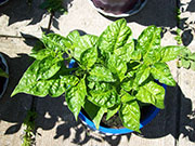 Fatalii