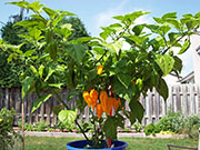 Fatalii