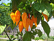 Fatalii