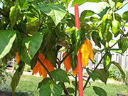 Fatalii