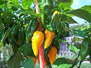 Fatalii