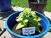 Fatalii