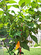 Fatalii