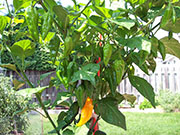 Fatalii