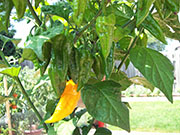 Fatalii
