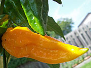 Fatalii