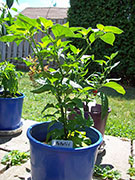 Fatalii