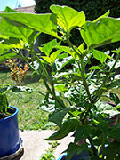 Fatalii