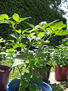 Fatalii