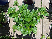 Fatalii