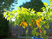 Fatalii
