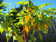 Fatalii