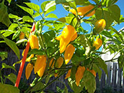 Fatalii