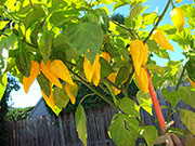 Fatalii