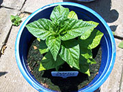 Fatalii