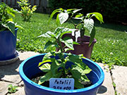 Fatalii