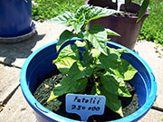 Fatalii