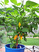 Fatalii