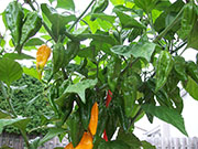 Fatalii
