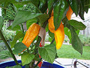 Fatalii