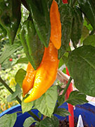 Fatalii