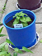 Fatalii