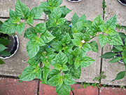 Fatalii