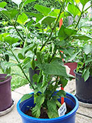 Fatalii