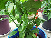 Fatalii