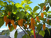 Fatalii