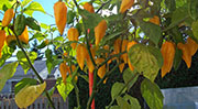 Fatalii