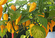 Fatalii
