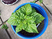 Fatalii
