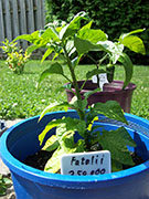 Fatalii