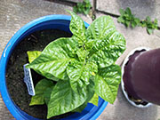 Fatalii