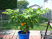 Fatalii
