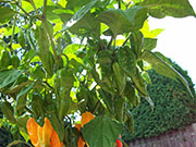 Fatalii