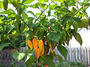 Fatalii