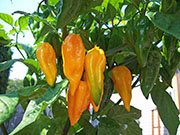 Fatalii