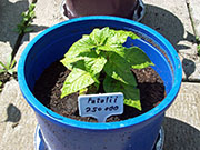 Fatalii